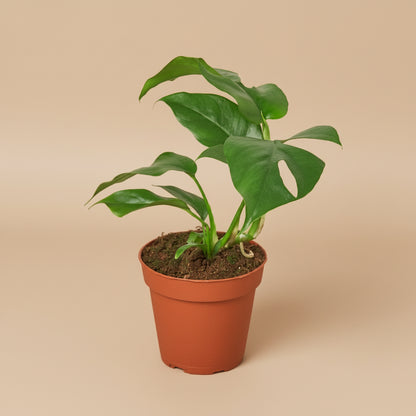 Rhaphidophora Tetrasperma - Mini Monstera