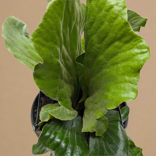 Platycerium Elephantotis
