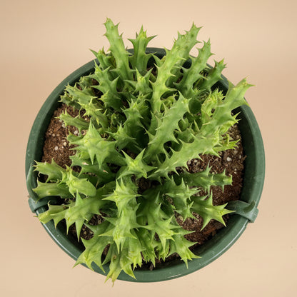 Stapelia Orbea Semota var Lutea 6” hanging basket