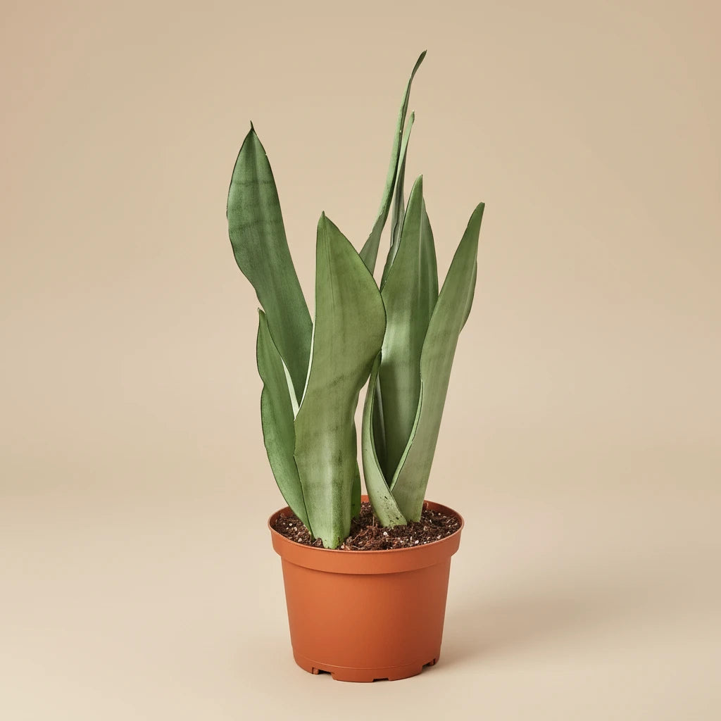 Snake Plant Moonshine