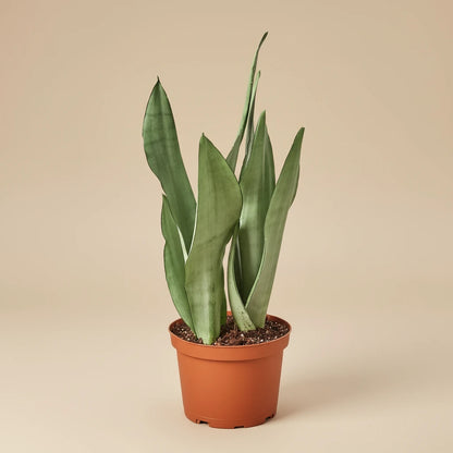 Snake Plant Moonshine