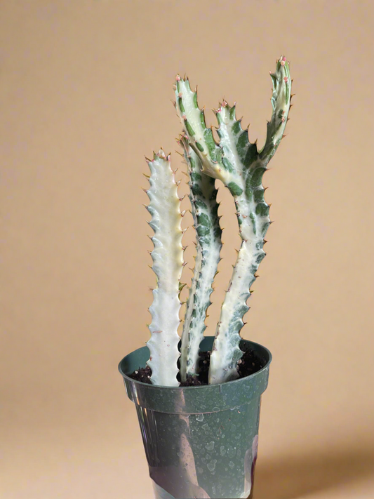Euphorbia Dragon Bone Ghost Cactus