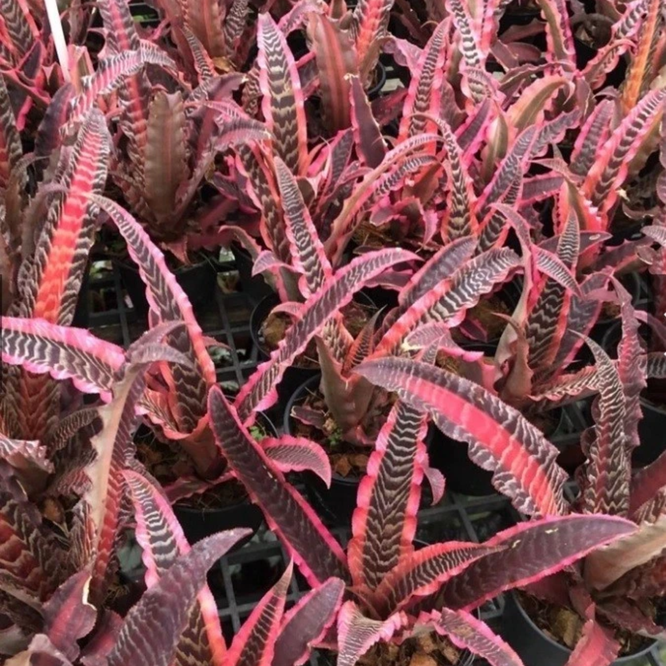 Cryptanthus Fosterianus 'Elaine’