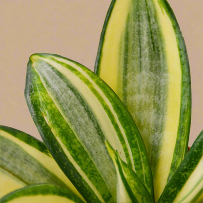 Snake Plant Gold Hahnii