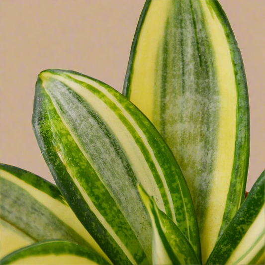 Snake Plant Gold Hahnii
