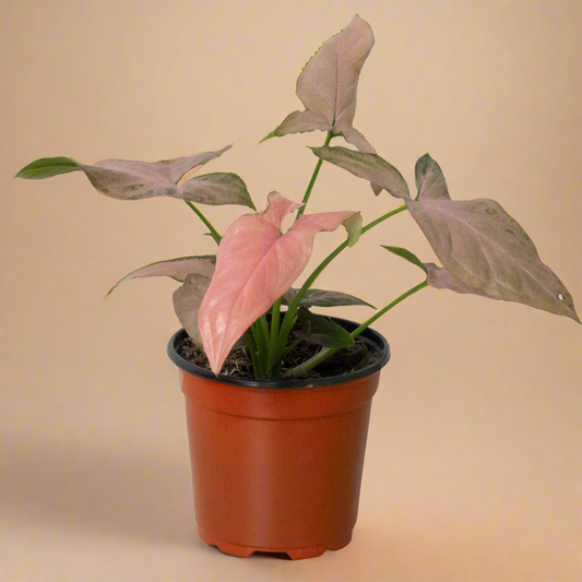 Syngonium 'Pink Splash' - 4" Pot