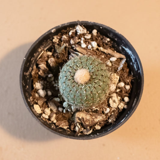 Frailea phaeodisca | Rare Miniature Cactus | 2-Inch Pot