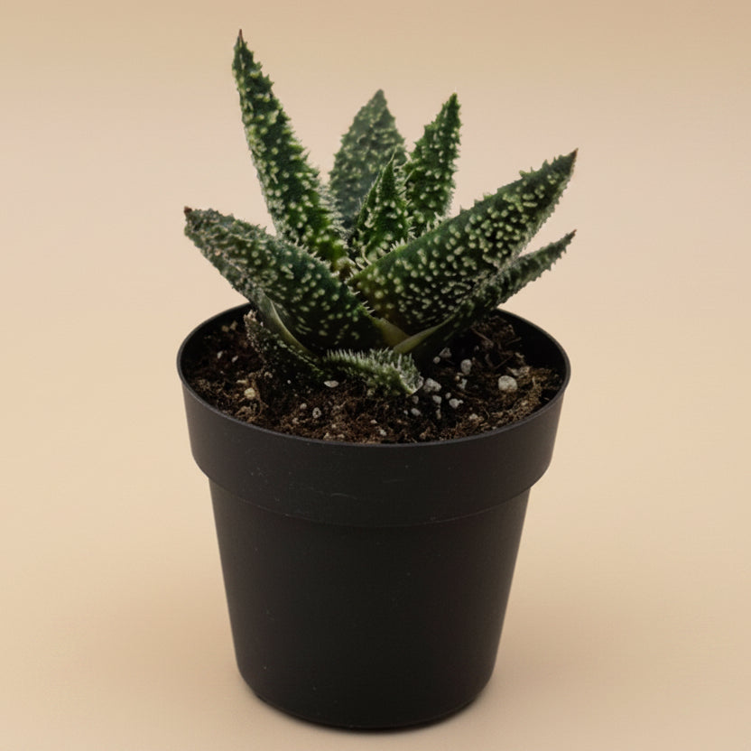 Aloe Tarantula | 2.5 inch | Star Aloe Hybrid