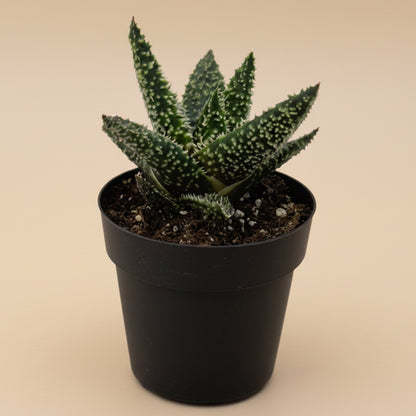 Aloe Tarantula | 2.5 inch | Star Aloe Hybrid