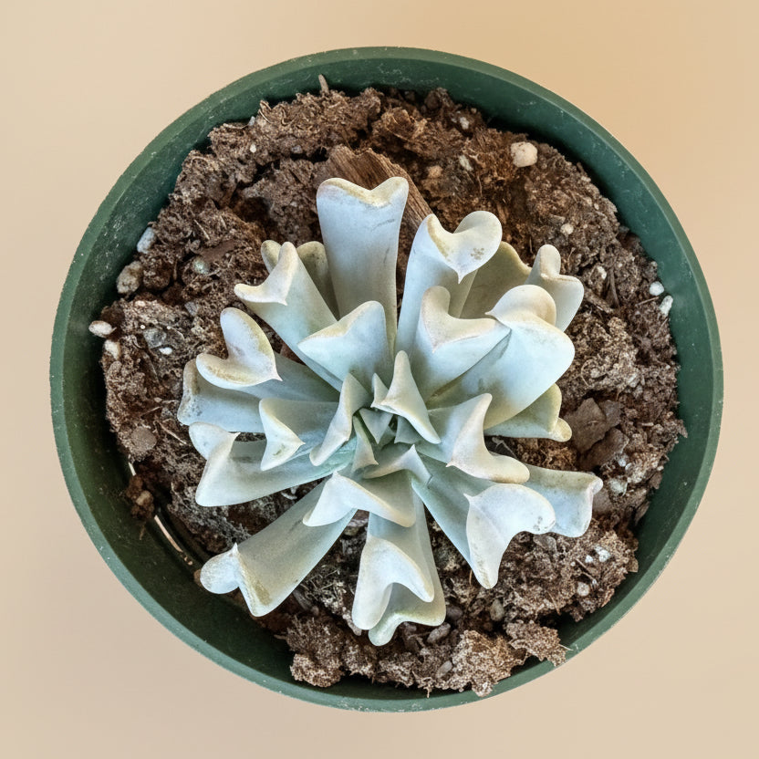 Echeveria Runyonii 'Topsy Turvy' 4.5” pot