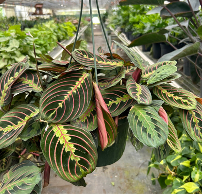 Maranta Red Vein Red Prayer
