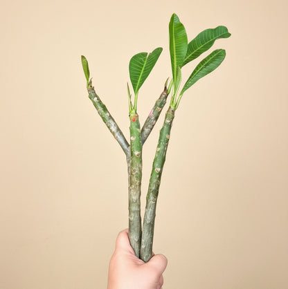 Set of Three Mexican Plumeria Cuttings