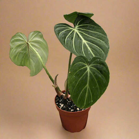 Philodendron Gloriosum
