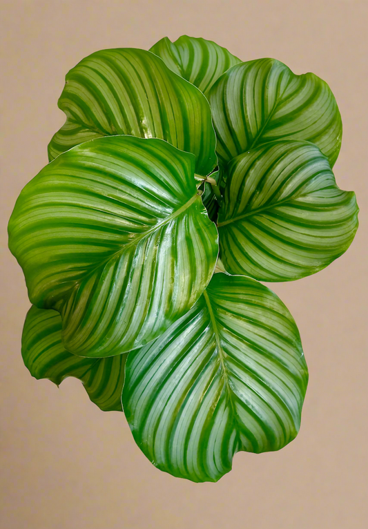 Calathea 'Orbifolia'