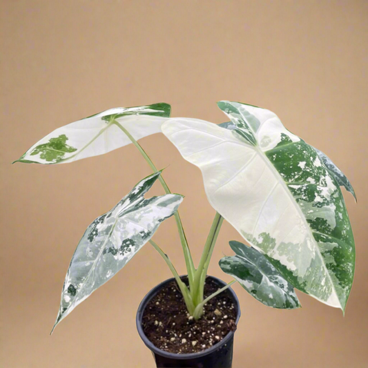 Alocasia Micholitziana 'Frydek' Variegated - 4" Pot