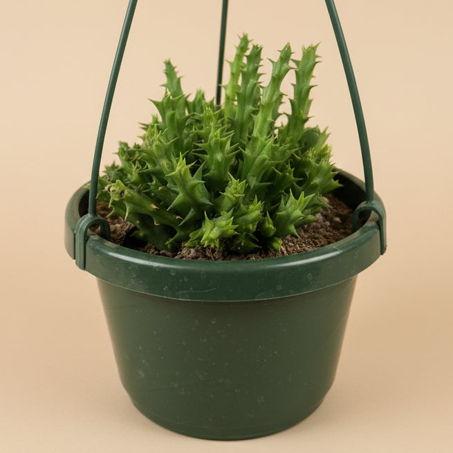 Stapelia Orbea Semota var Lutea 6” hanging basket