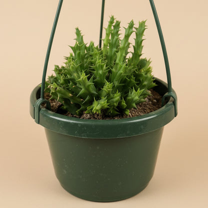 Stapelia Orbea Semota var Lutea 6” hanging basket