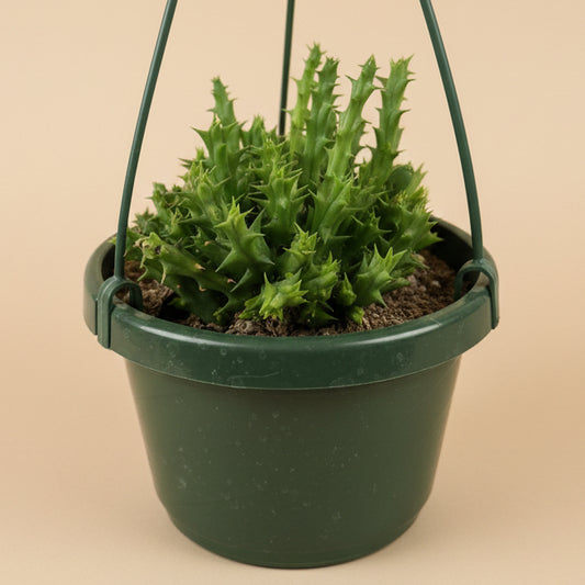 Stapelia Orbea Semota var Lutea 6” hanging basket