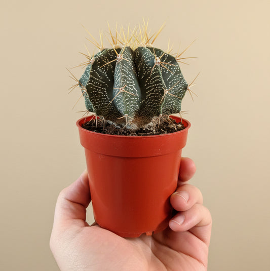 Star Barrel Cactus | 3.5 inch | Astrophytum ornatum