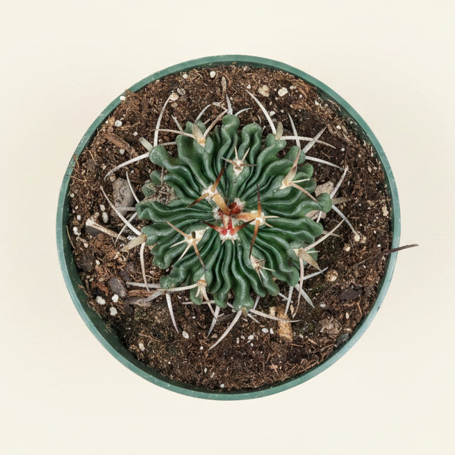 Echinofossulocactus Ri8