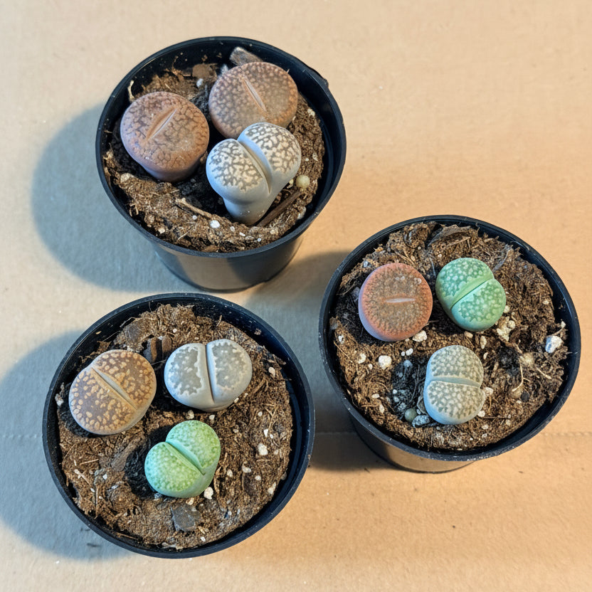 Lithop Living Stones - Split Rock 1 Pot of 3