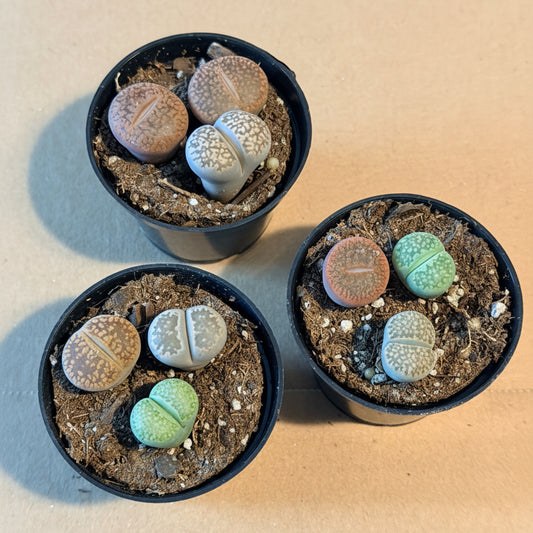 Lithop Living Stones - Split Rock 1 Pot of 3