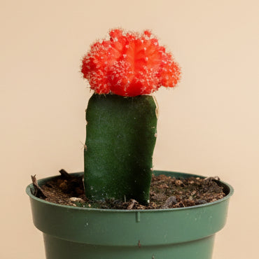 Grafted Moon Cactus - Gymnocalycium mihanovichii