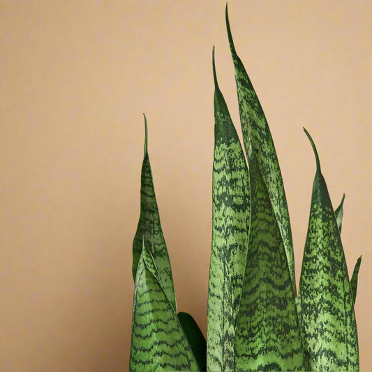 Snake Plant 'Zeylanica'