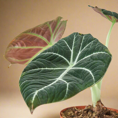 Alocasia Reginula 'Black Velvet'