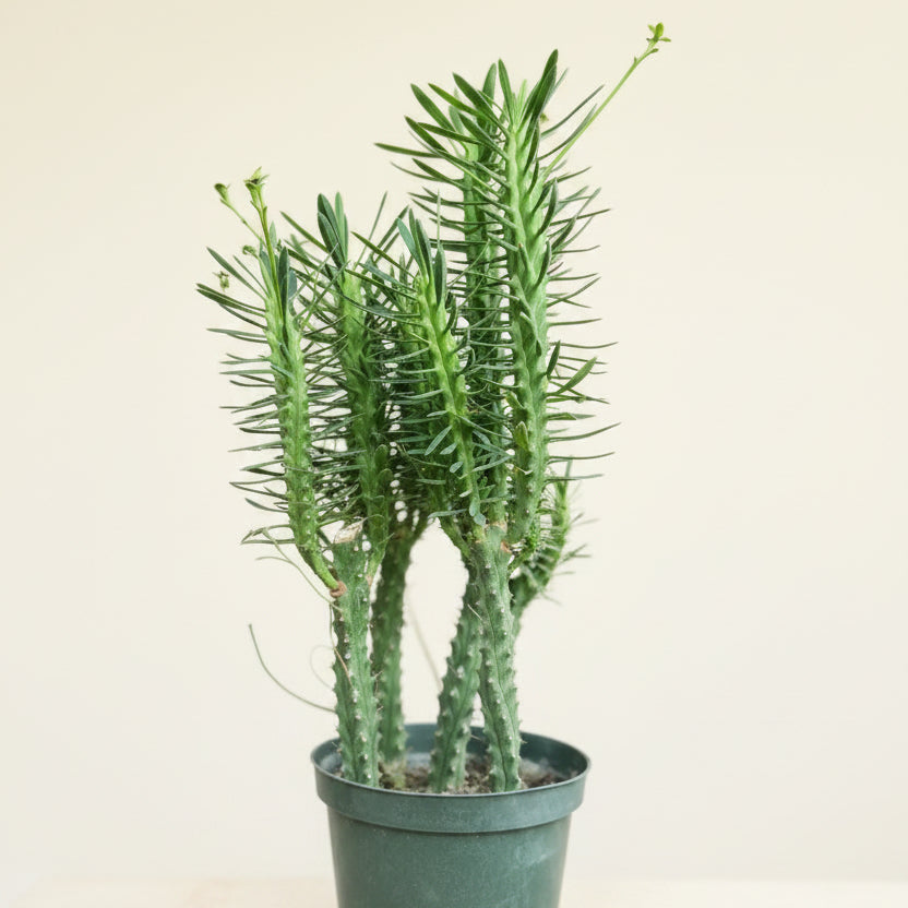 Euphorbia Clava-Club Spurge 6” pot