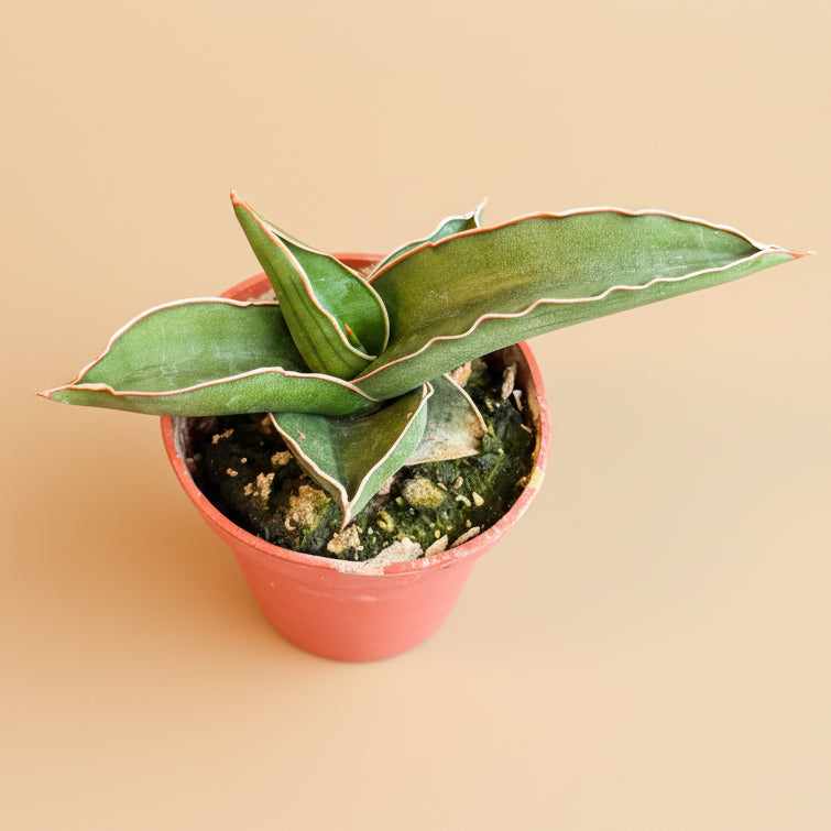 Sansevieria Ehrenbergii - Dwarf Samurai 3.5” pot