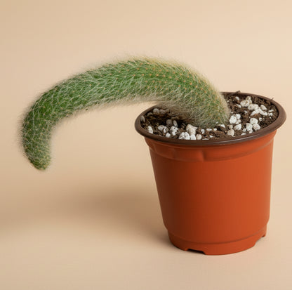 Monkey Tail Cactus 4” Pot