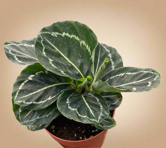 Calathea 'Green Goddess'