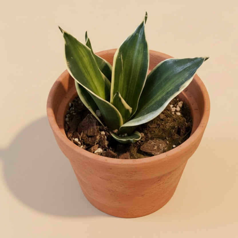 Sansevieria Trifasciata Stars & Stripes 4.5” pot
