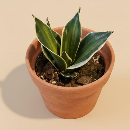 Sansevieria Trifasciata Stars & Stripes 4.5” pot