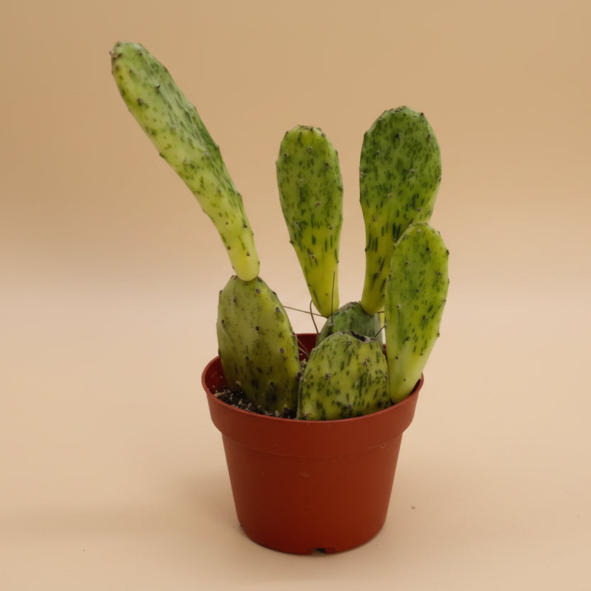 Sunburst Prickly Pear – Opuntia cochenillifera variegata (6” Pot)