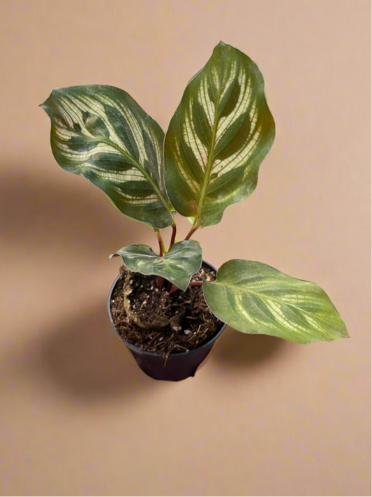 Calathea 'Makoyana'