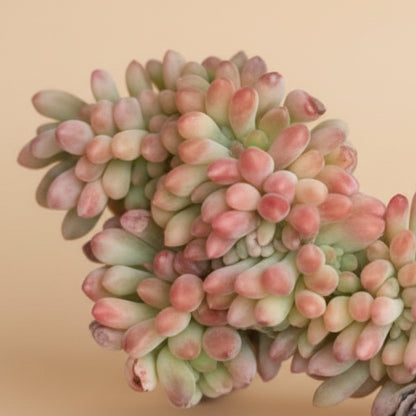 Sedum Pachyphyllum f. Cristatum