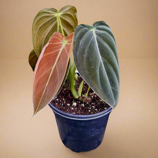 4” Philodendron ‘Melanochrysum’
