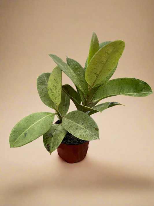 Ficus Shivereana - Moonshine