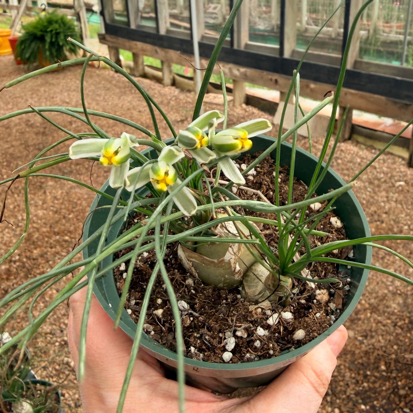Climbing Onion (Bowiea volubilis)
