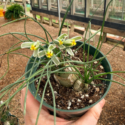 Climbing Onion (Bowiea volubilis)
