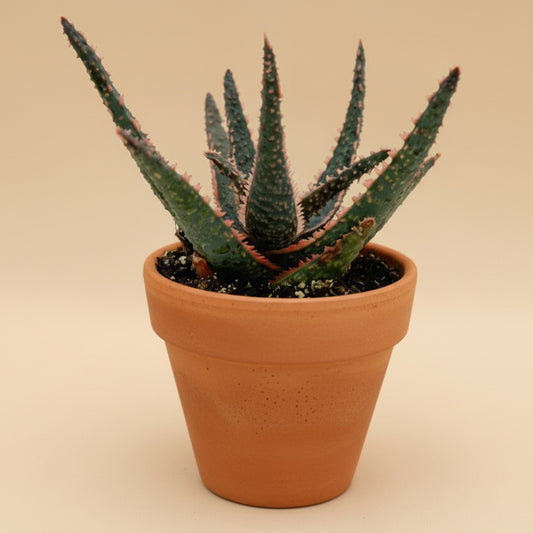Aloe Purple Haze | 3.5 inch | Star Aloe Hybrid