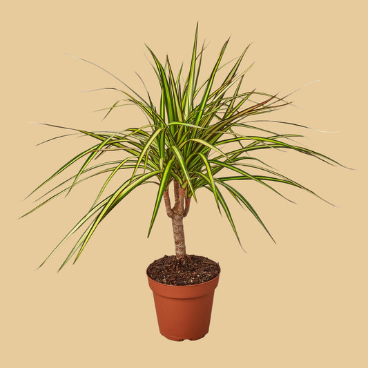 Dracaena Marginata 'Sunshine'