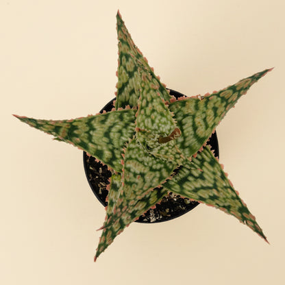 Aloe Firecracker | 2.5 inch | Star Aloe Hybrid