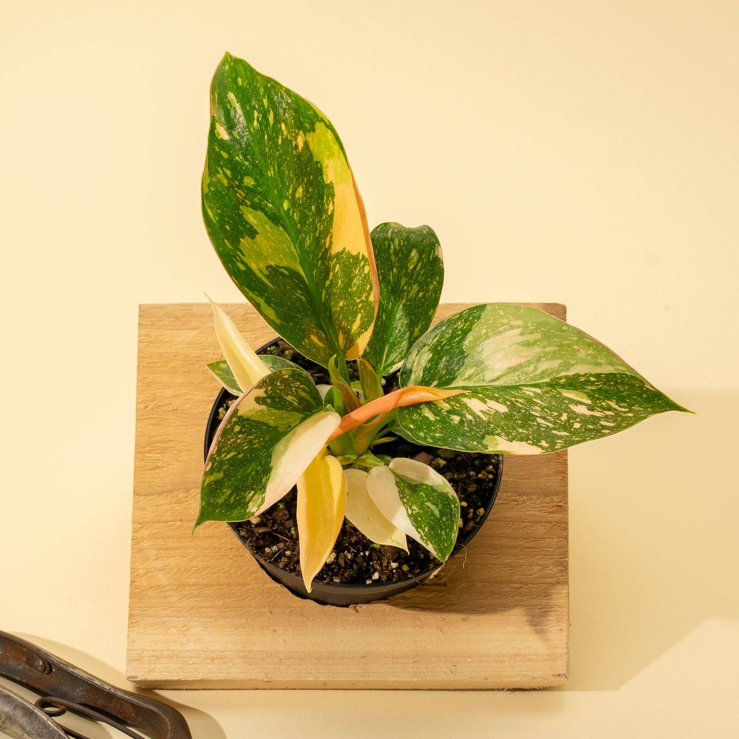4" Variegated Philodendron Green Congo 'Copper Flame'