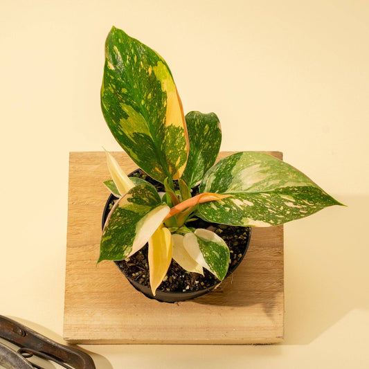 4" Variegated Philodendron Green Congo 'Copper Flame'