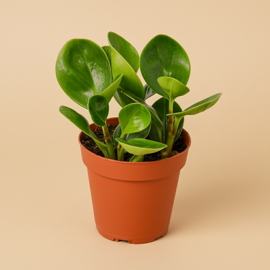 Peperomia Thailand