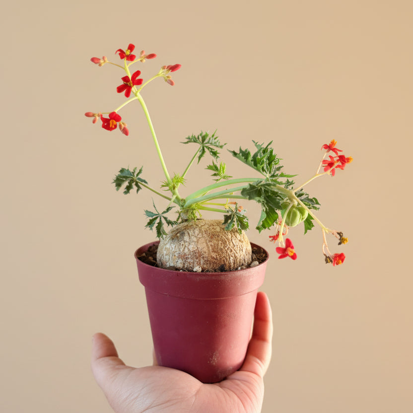 Jatropha Berlandieri - Buddha Belly