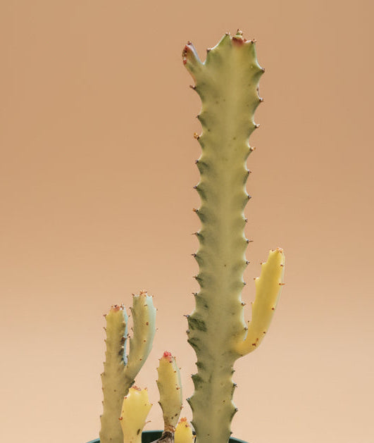 Euphorbia Dragon Bone Ghost Cactus